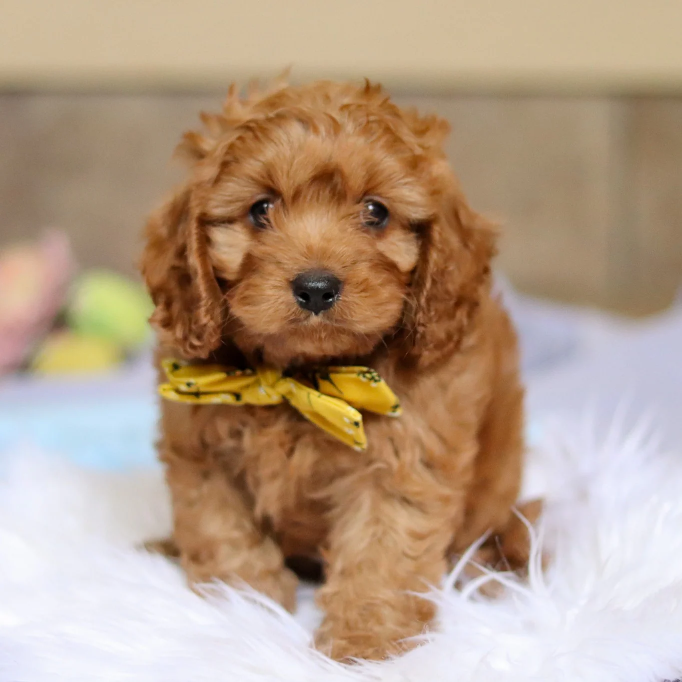 Cavapoo