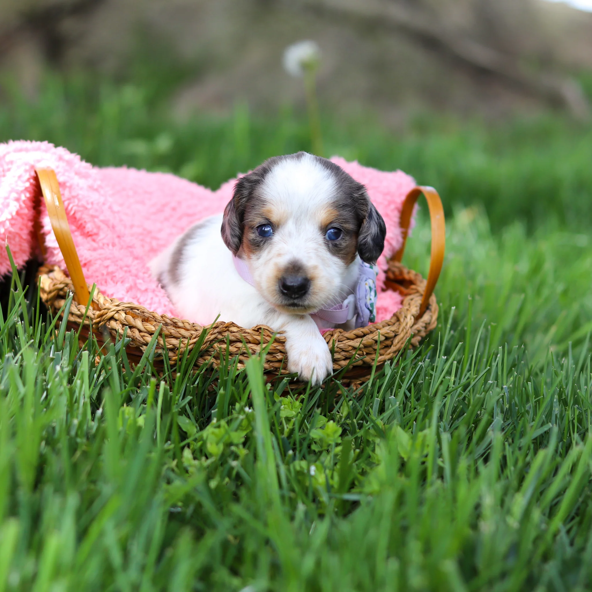 Mini Dachshund