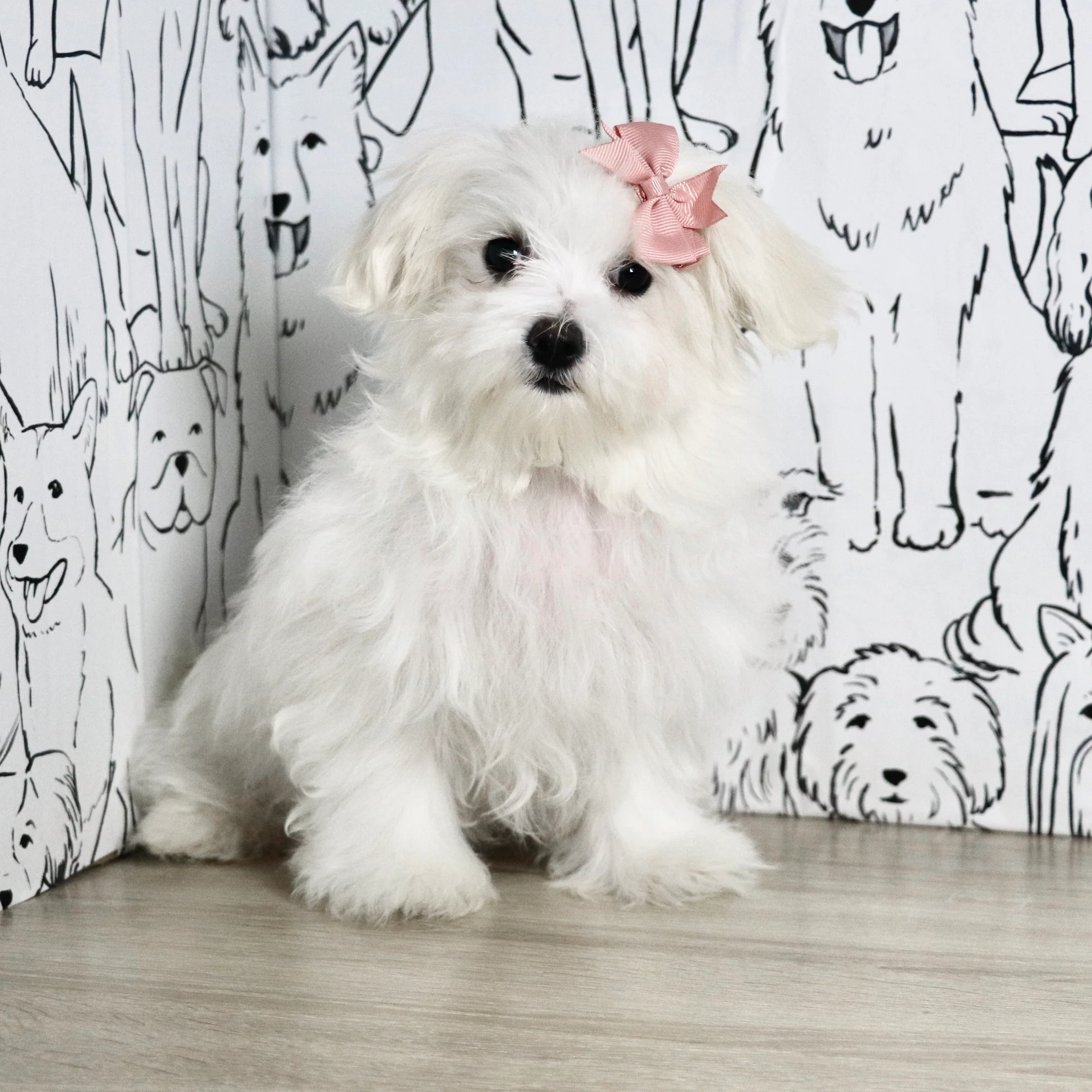 Doggone Deals Of The Day