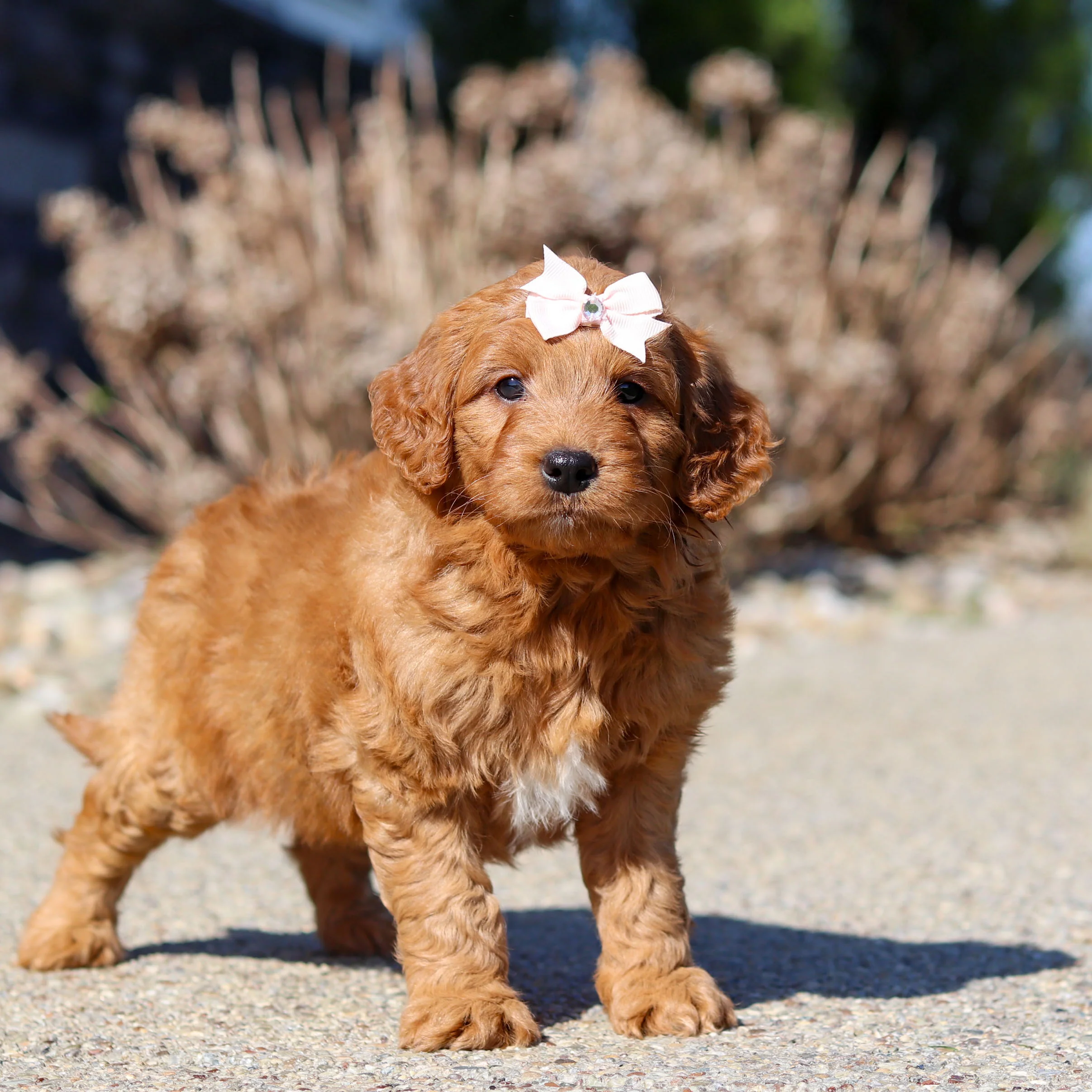 Mini Goldendoodle