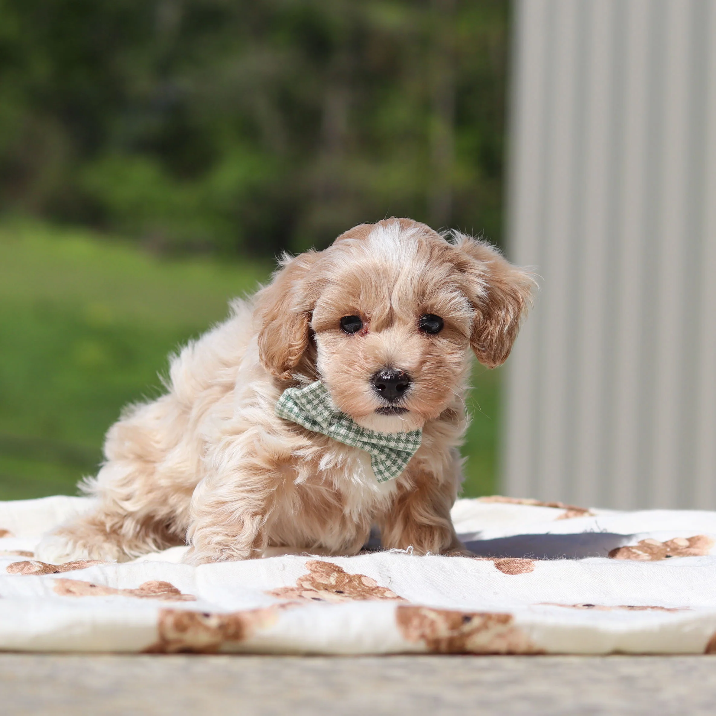 Teacup-Toy Maltipoo