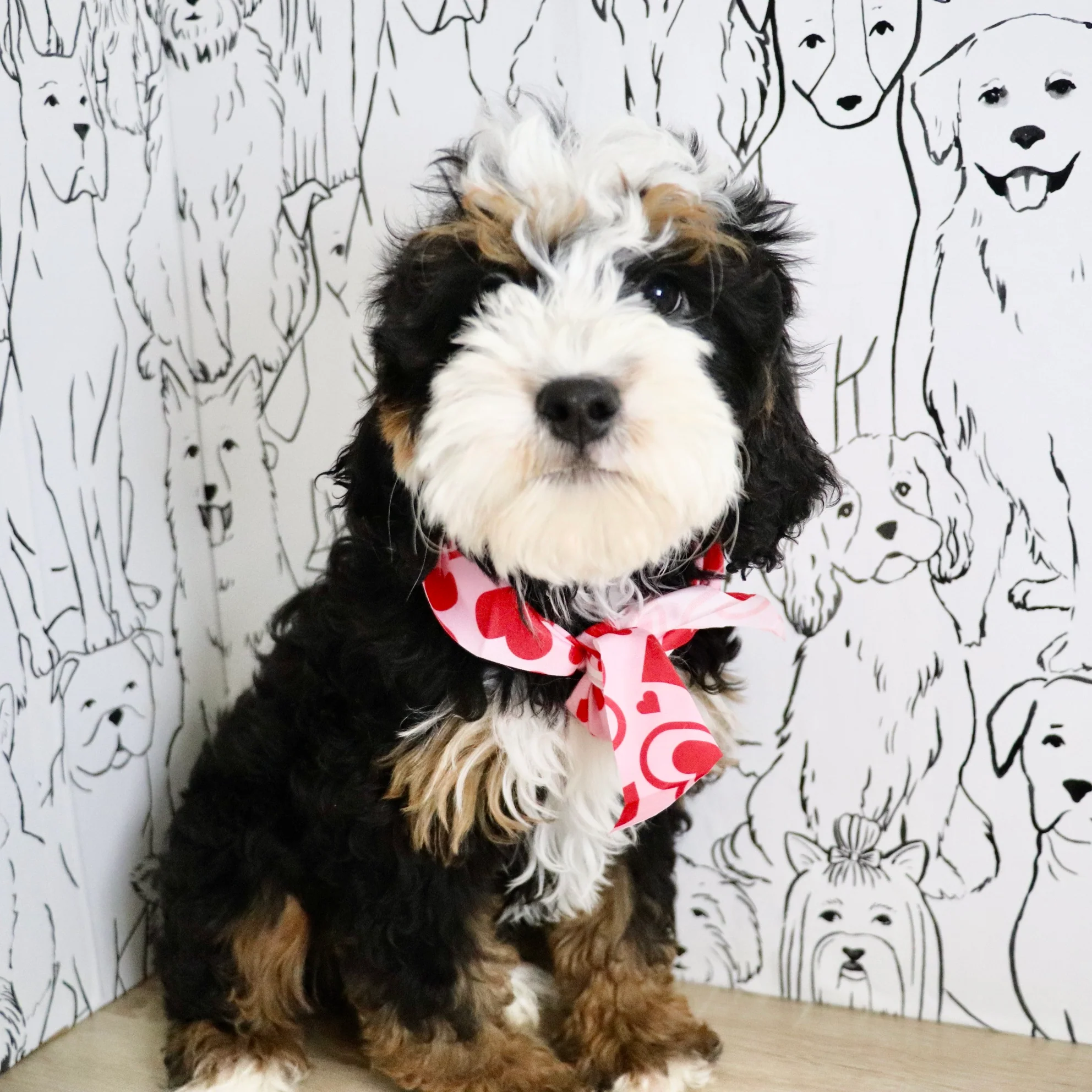 Mini Bernedoodle